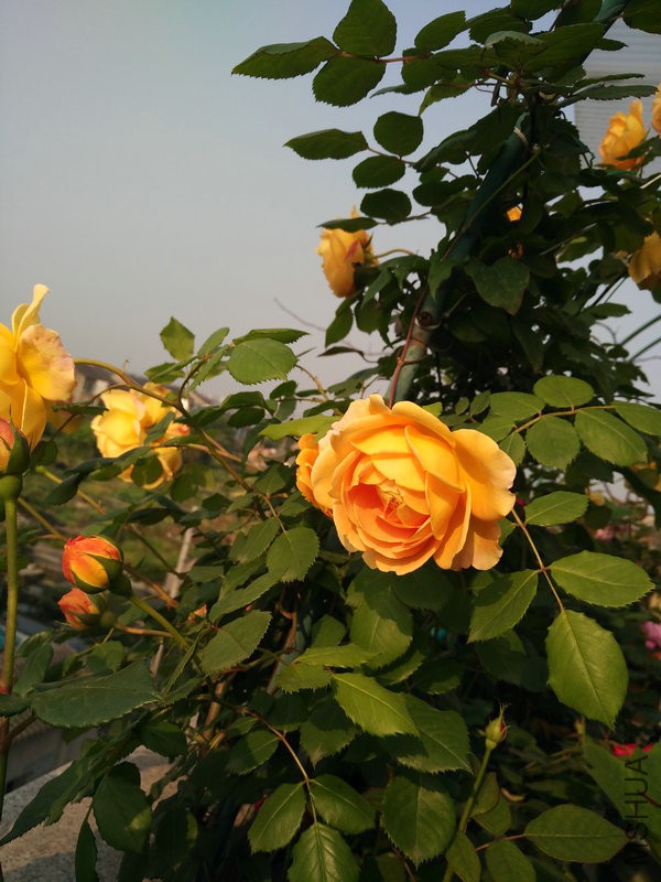 IMG_20160429_073222.jpg
