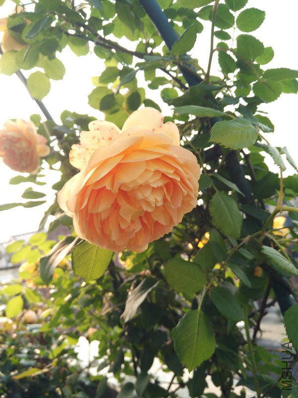IMG_20160429_073249.jpg
