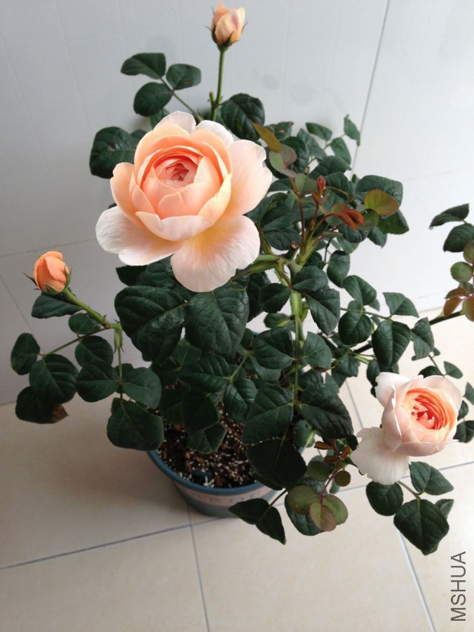 �ӻơ�ɫ2