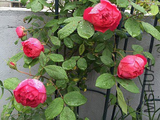 IMG_9966.JPG
