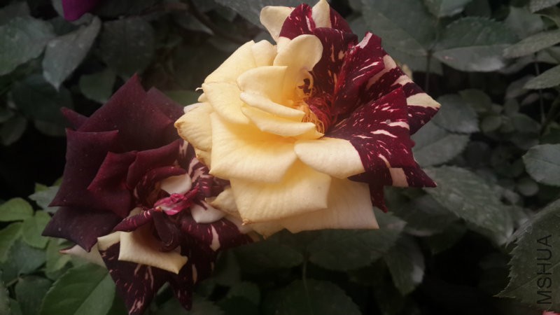 20160414_115201.jpg