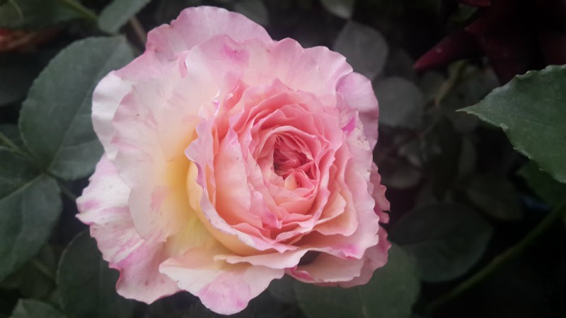 20160414_115218.jpg