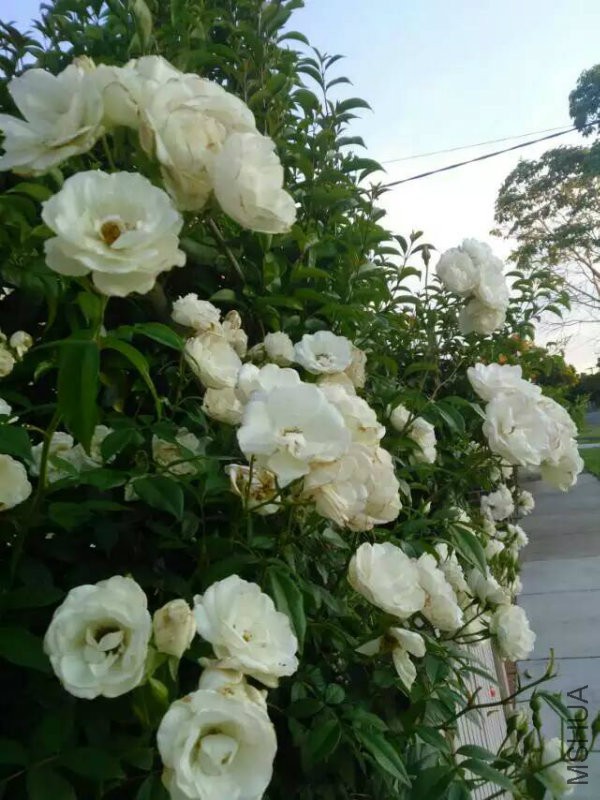 mmexport1453705457627.jpg