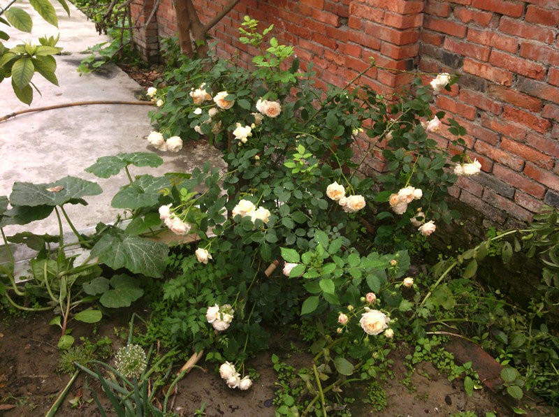 IMG_20160507_114042_�?��.jpg