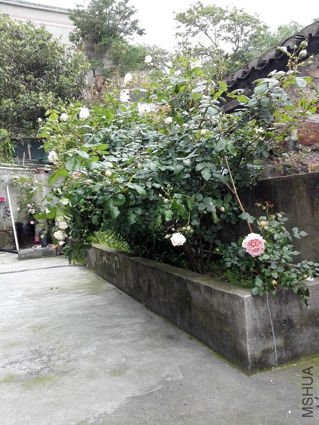 Ժ��1.JPG