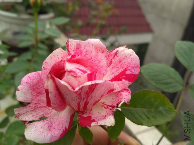 ������С IMG_20160411_124217.jpg