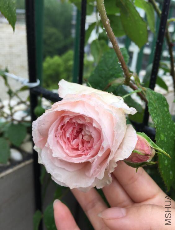 QQ��ͼ20160512082144.jpg