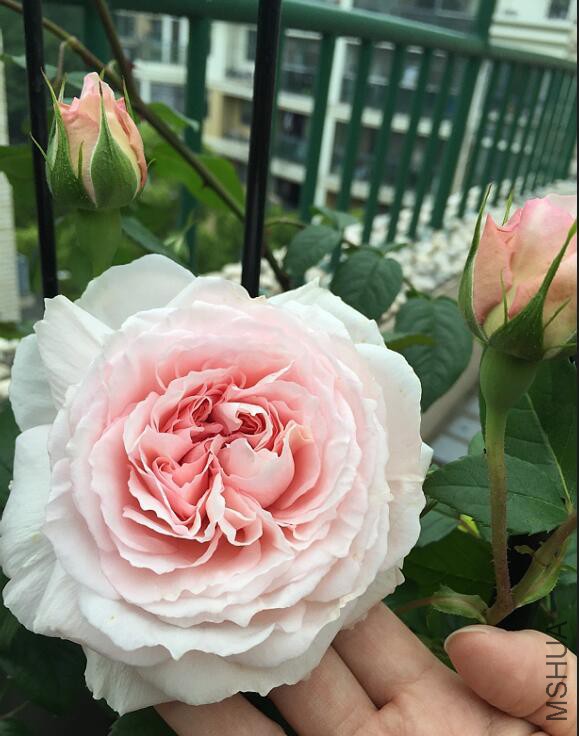QQ��ͼ20160512082150.jpg
