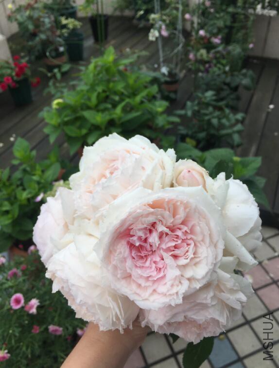 QQ��ͼ20160512082221.jpg