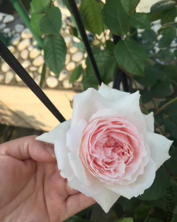 QQ��ͼ20160512082242.jpg