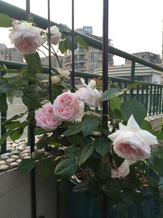 QQ��ͼ20160512082511.jpg