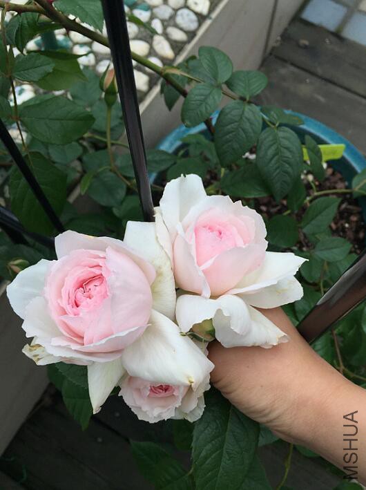 QQ��ͼ20160512082525.jpg