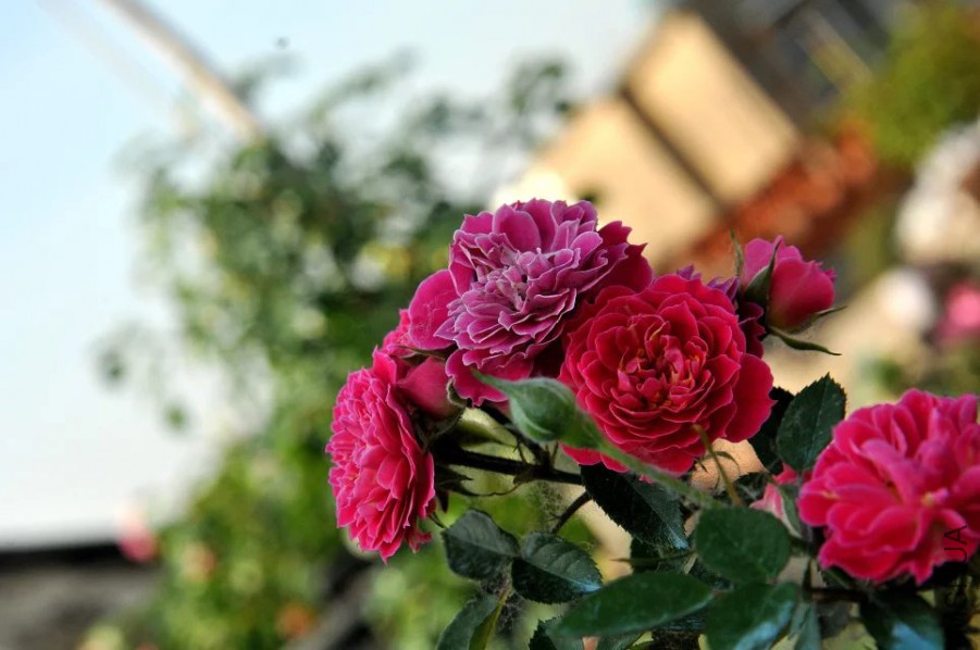 psb (26).jpg