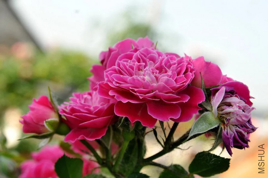 psb (31).jpg
