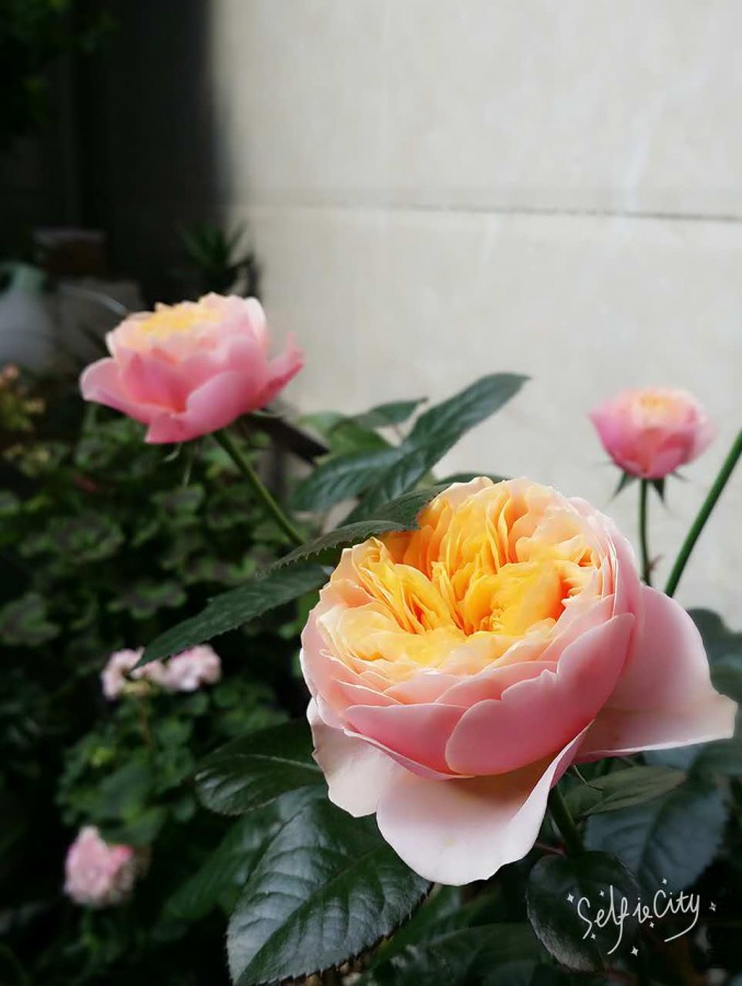 ����ɺ����