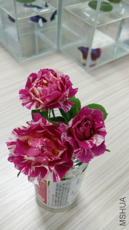 QQ图片20160512105426.jpg
