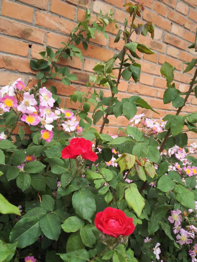 IMG_20160512_112946.jpg