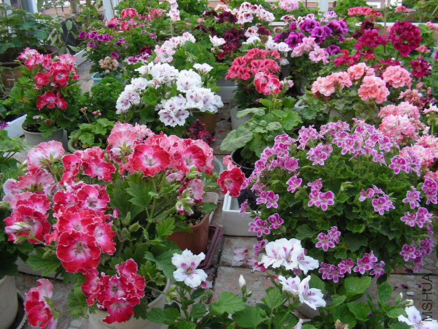 DSCN7037.JPG