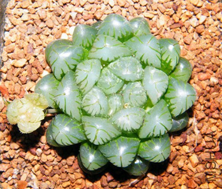 DSCF9034.JPG