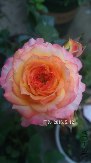 IMG_20160512_094642.jpg