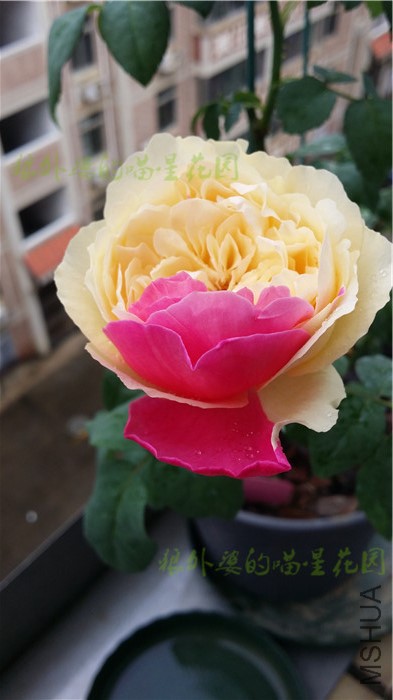 20160513����1.jpg