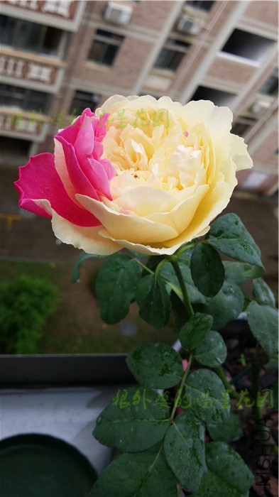 20160513����3.jpg