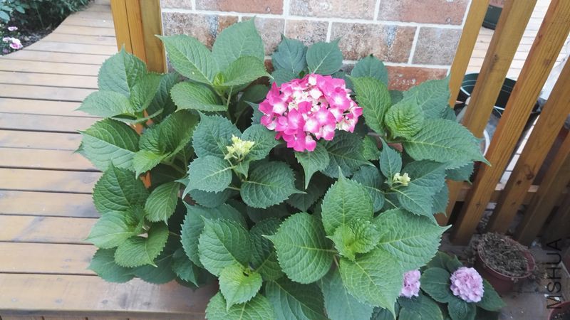 IMG_20160513_174923.jpg