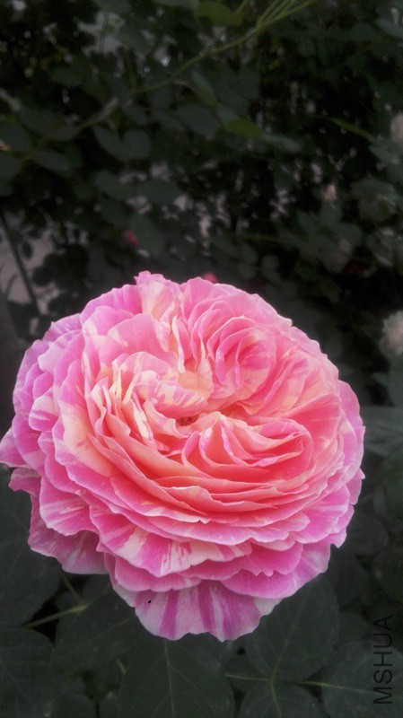 78_74117_11e557e9889daf5 (1).jpg