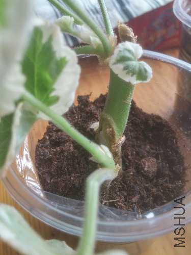 20160514_124655_HDR.jpg