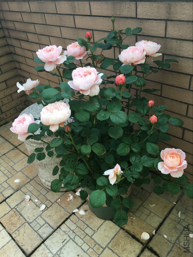 QQͼƬ20160514145514.jpg