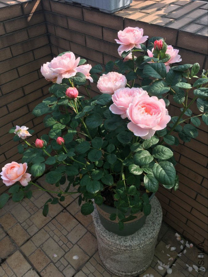 QQͼƬ20160514145522.jpg