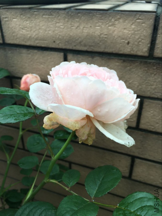 QQͼƬ20160514150425.jpg