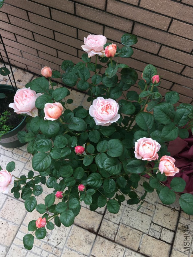 QQͼƬ20160514150443.jpg