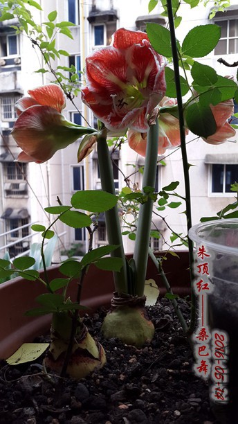 2016.5.14 010_����_����.jpg