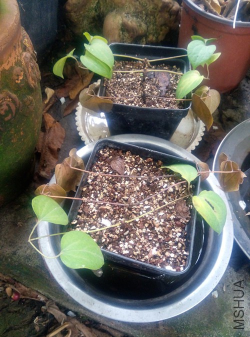 �ҿ�Ǥ����6֦����3֦��������������