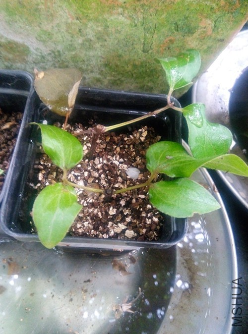 �Ѿ�������֯