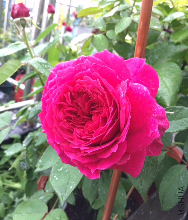 �����꣬�Ÿ�����