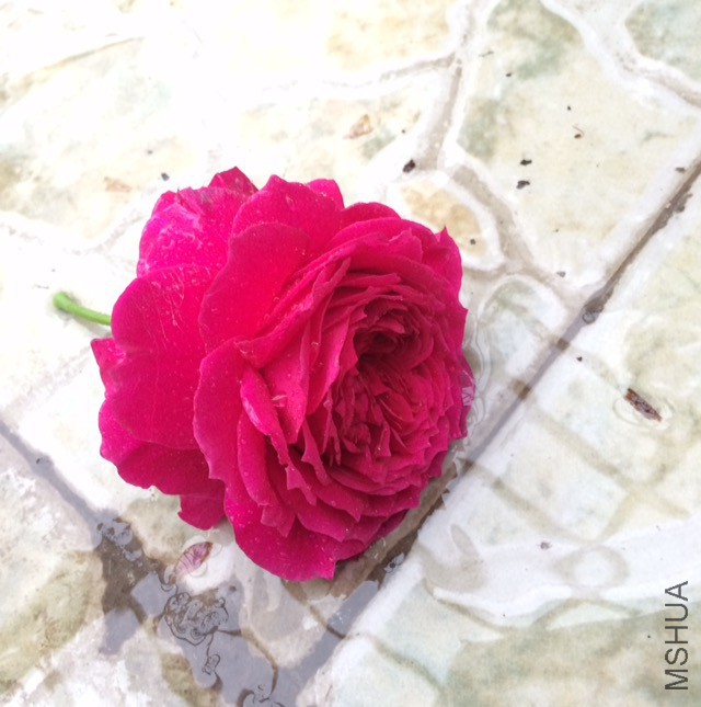 ժ�ˣ�������СŶ��10cm����