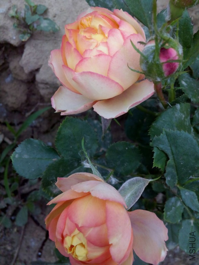 QQͼƬ20160514165616.jpg