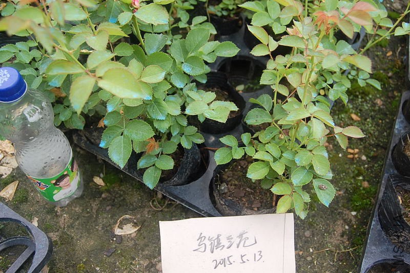 DSC_35960024.JPG