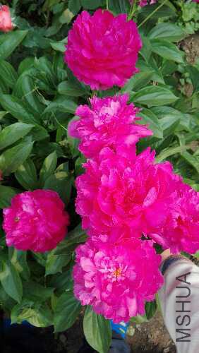 IMG_20160502_083837.jpg