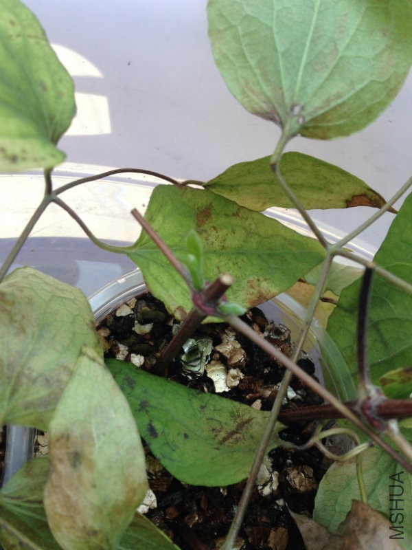 ��Сѿ�������