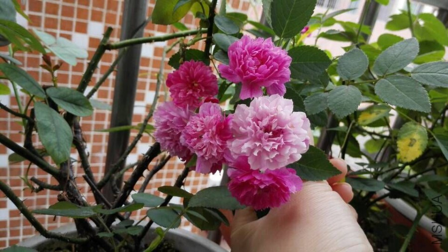 QQͼƬ20160516111826.jpg