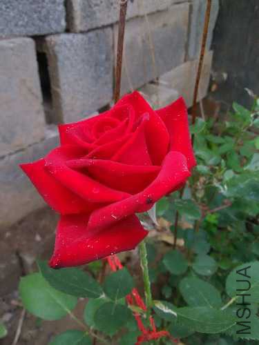 IMG20160515170005.jpg