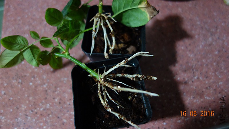 DSC03726.jpg