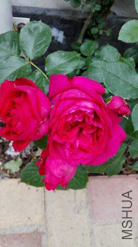 IMG_20160514_081554.jpg