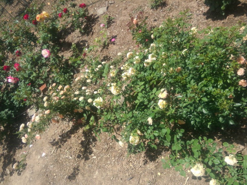 �Ҳ�5