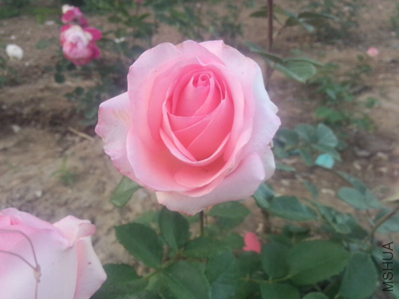 IMG20160515185457.jpg