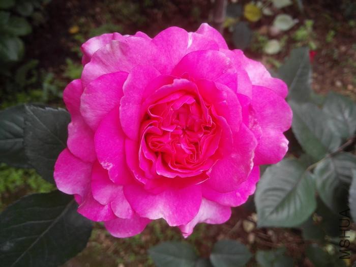 IMG_20160425_130741.jpg