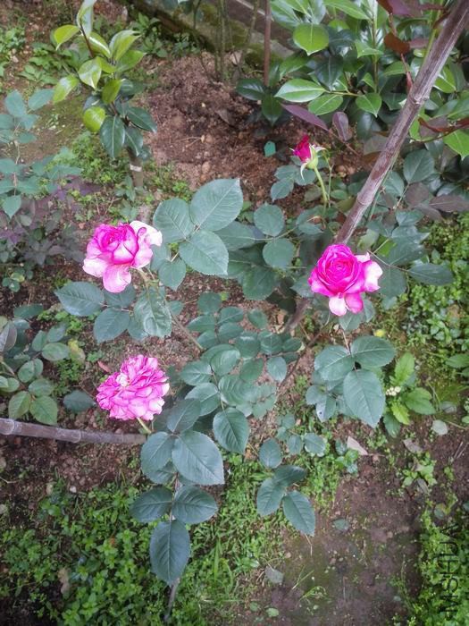 IMG_20160430_082817.jpg